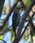 [Yucatan Woodpecker]