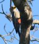 [Yucatan Woodpecker]