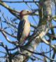 [Yucatan Woodpecker]