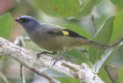 [Yellow-winged Tanager]