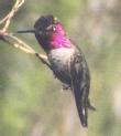 [Anna's Hummingbird]