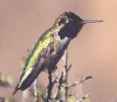 [Anna's Hummingbird]
