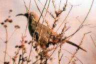 [California Thrasher]
