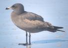 [Heerman's Gull]