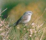 [Sage Sparrow]