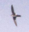 [White-throated Swift]