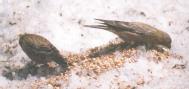 [Brown-headed Rosy-Finch]