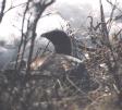 [Blue Grouse]