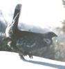 [Blue Grouse]