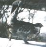 [Blue Grouse]