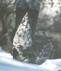 [Blue Grouse]