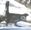 [Blue Grouse]
