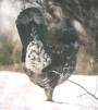 [Blue Grouse]