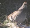 [Blue Grouse]