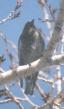[Black Rosy-Finch]