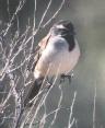 [Black-throated Sparrow]