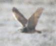 [Burrowing Owl]