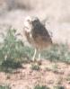 [Burrowing Owl]