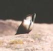 [Canyon Wren]