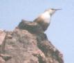 [Canyon Wren]