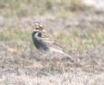 [Chestnut-collared Longspur]