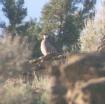 [Chukar]