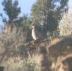 [Chukar]