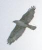 [Ferruginous Hawk]