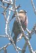 [Grey-crowned Rosy-Finch]