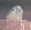 [Great horned Owl]