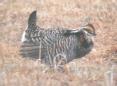 [Greater Prairie-Chicken]