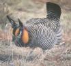 [Greater Prairie-Chicken]