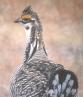 [Greater Prairie-Chicken]
