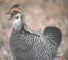 [Greater Prairie-Chicken]