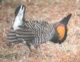 [Greater Prairie-Chicken]