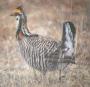 [Greater Prairie-Chicken]