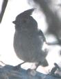 [Juniper Titmouse]
