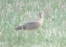 [Long-billed Curlew]