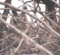 [Long-eared Owl]