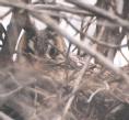 [Long-eared Owl]