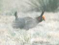 [Lesser Prairie-Chicken]