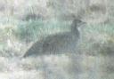 [Lesser Prairie-Chicken]