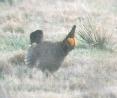 [Lesser Prairie-Chicken]