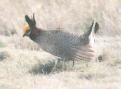 [Lesser Prairie-Chicken]