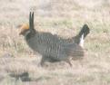 [Lesser Prairie-Chicken]
