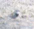 [McCown's Longspur]