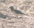 [Mountain Plover]