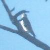 [Prairie Falcon]
