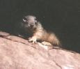 [Squirrel]