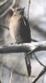 [Townsend's Solitaire]